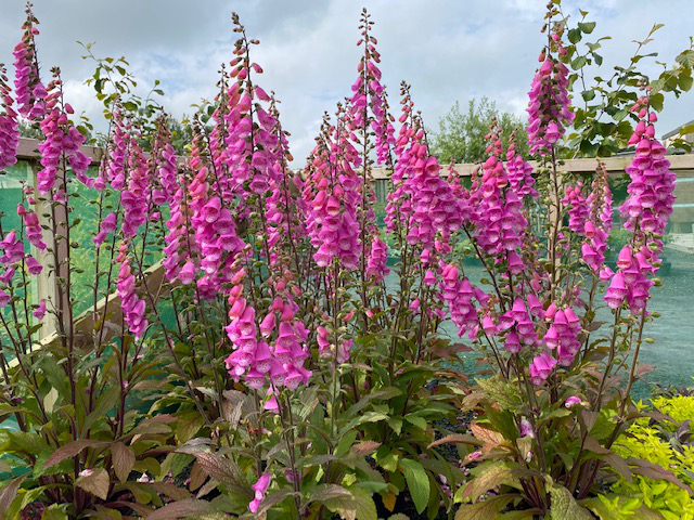 Foxgloves